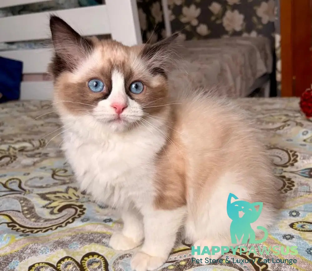 Jazz Ragdoll male seal bicolour - live animals