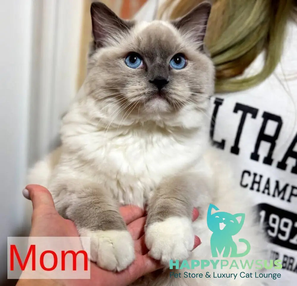 Jazz Ragdoll male seal bicolour live animals