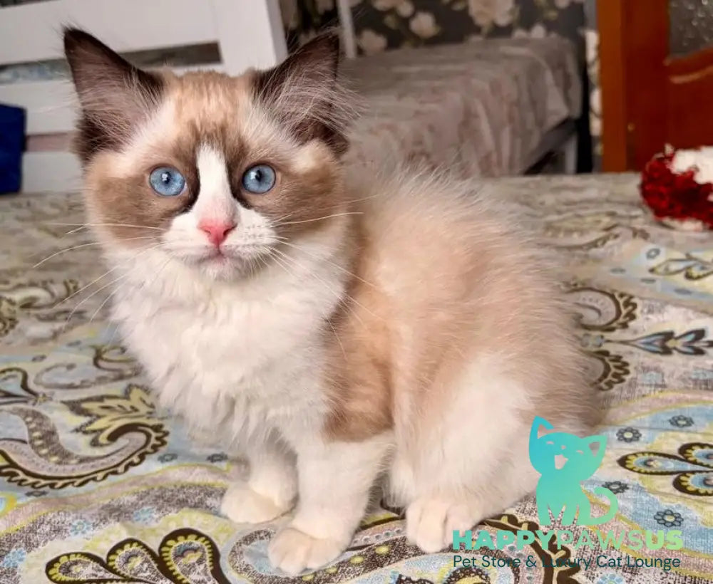 Jazz Ragdoll male seal bicolour - live animals