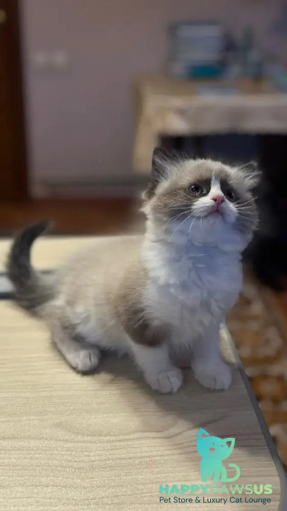 Jazz Ragdoll male seal bicolour live animals