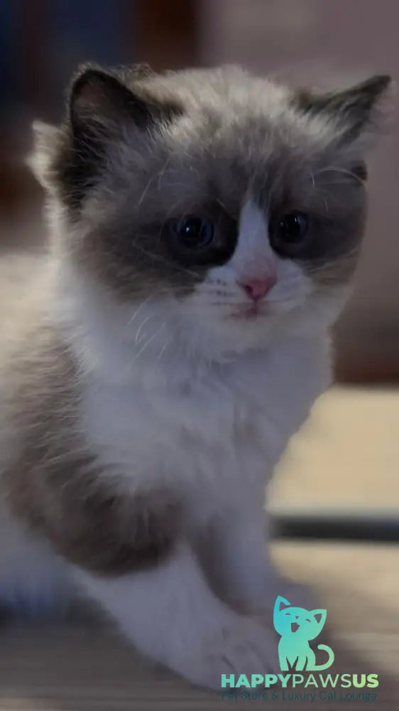 Jazz Ragdoll male seal bicolour live animals