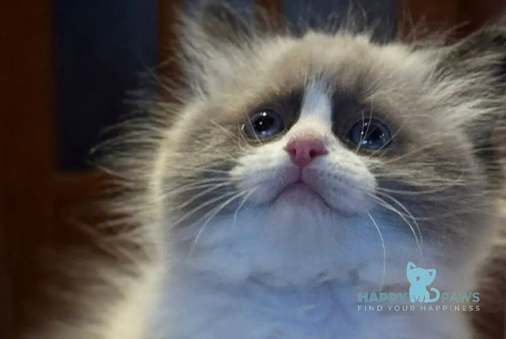 Jazz Ragdoll male seal bicolour live animals