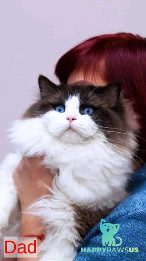 Jazz Ragdoll male seal bicolour live animals