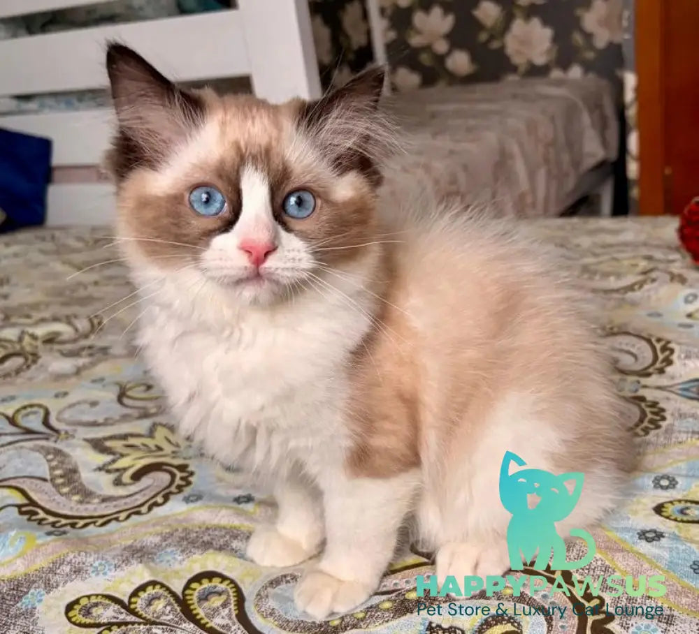 Jazz Ragdoll male seal bicolour - live animals