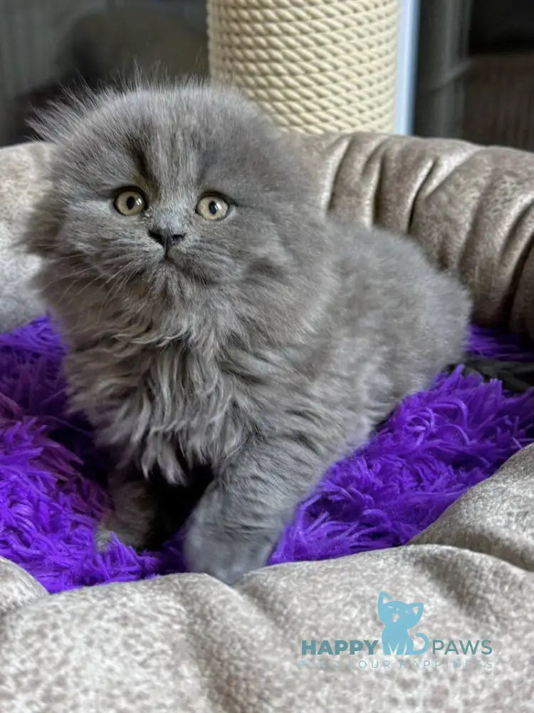 Jazz Scottish Straight male blue live animals