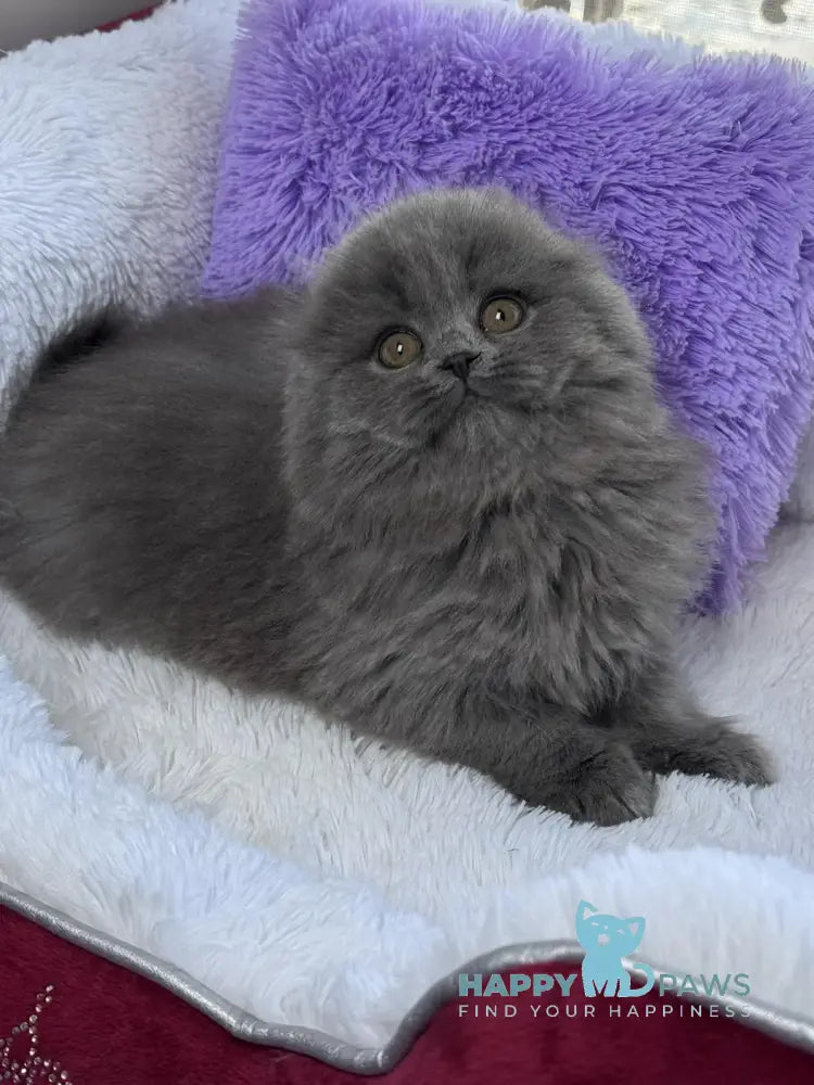 Jazz Scottish Fold male blue live animals