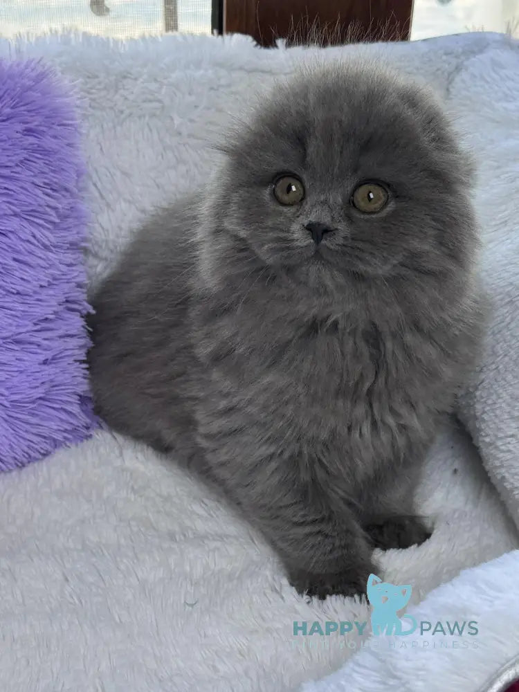 Jazz Scottish Fold male blue live animals