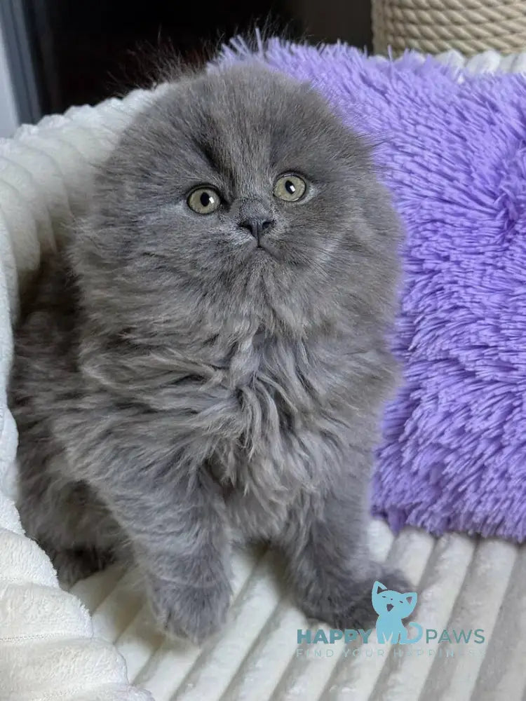 Jazz Scottish Straight male blue live animals