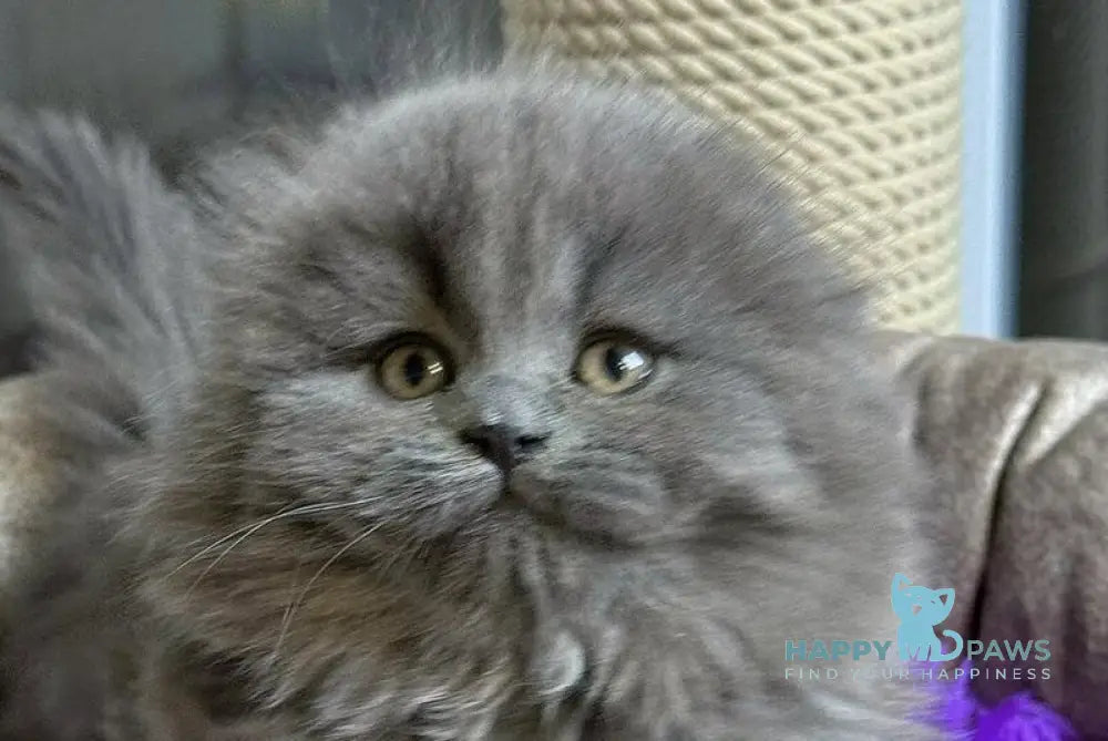 Jazz Scottish Straight male blue live animals