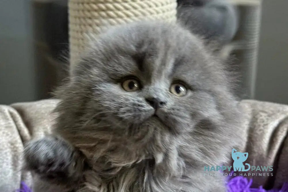 Jazz Scottish Straight male blue live animals