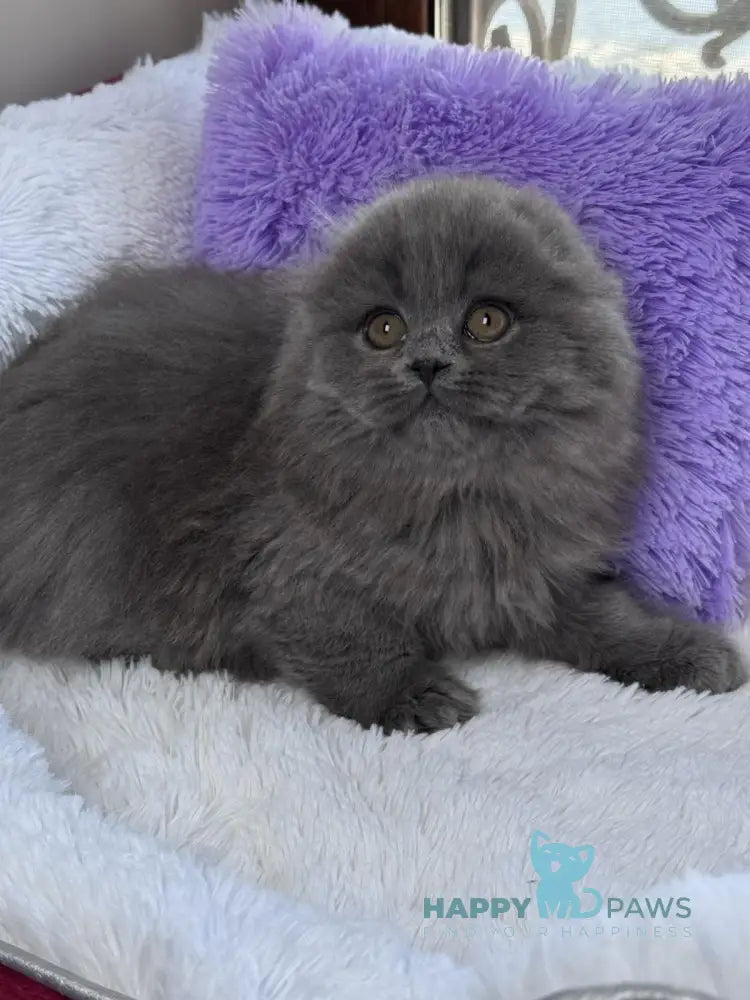 Jazz Scottish Fold male blue live animals