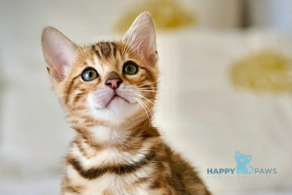 Jazzy Bengal male black spotted tabby live animals