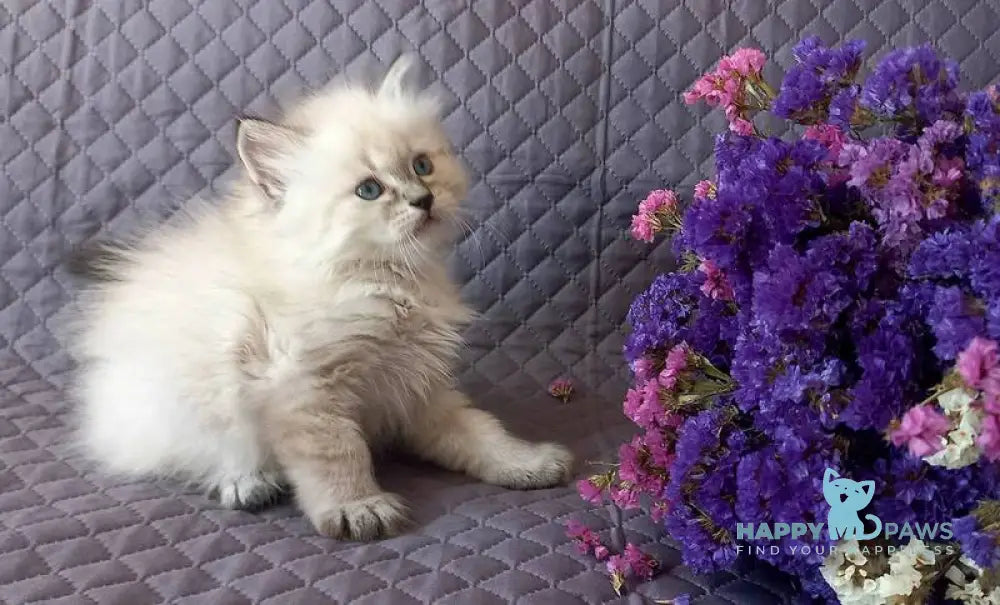 Jean-Jac Siberian male black tabby pointed live animals