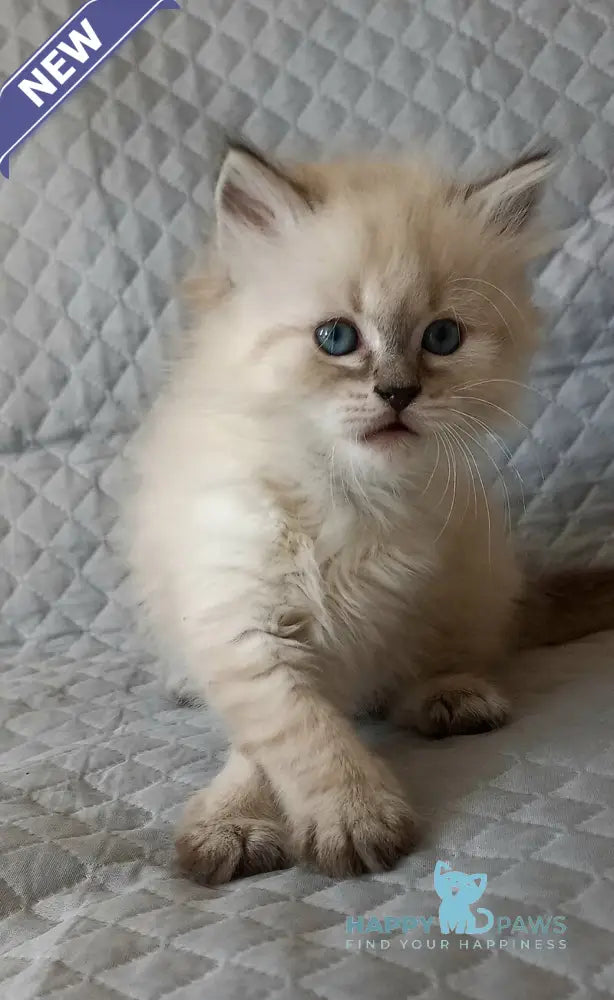 Jean-Jac Siberian male black tabby pointed live animals