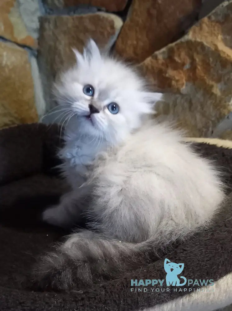 Jean-Jac Siberian male black tabby pointed live animals