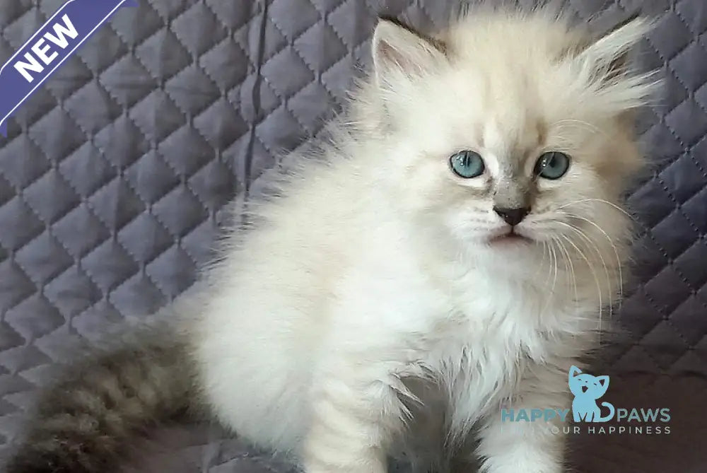 Jean-Jac Siberian male black tabby pointed live animals