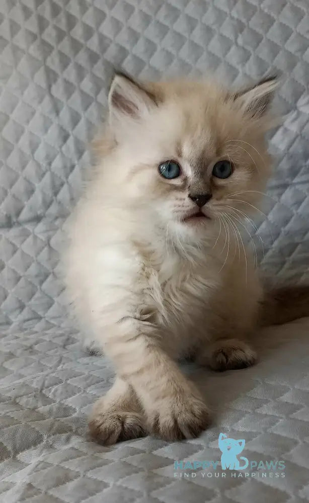 Jean-Jac Siberian male black tabby pointed live animals