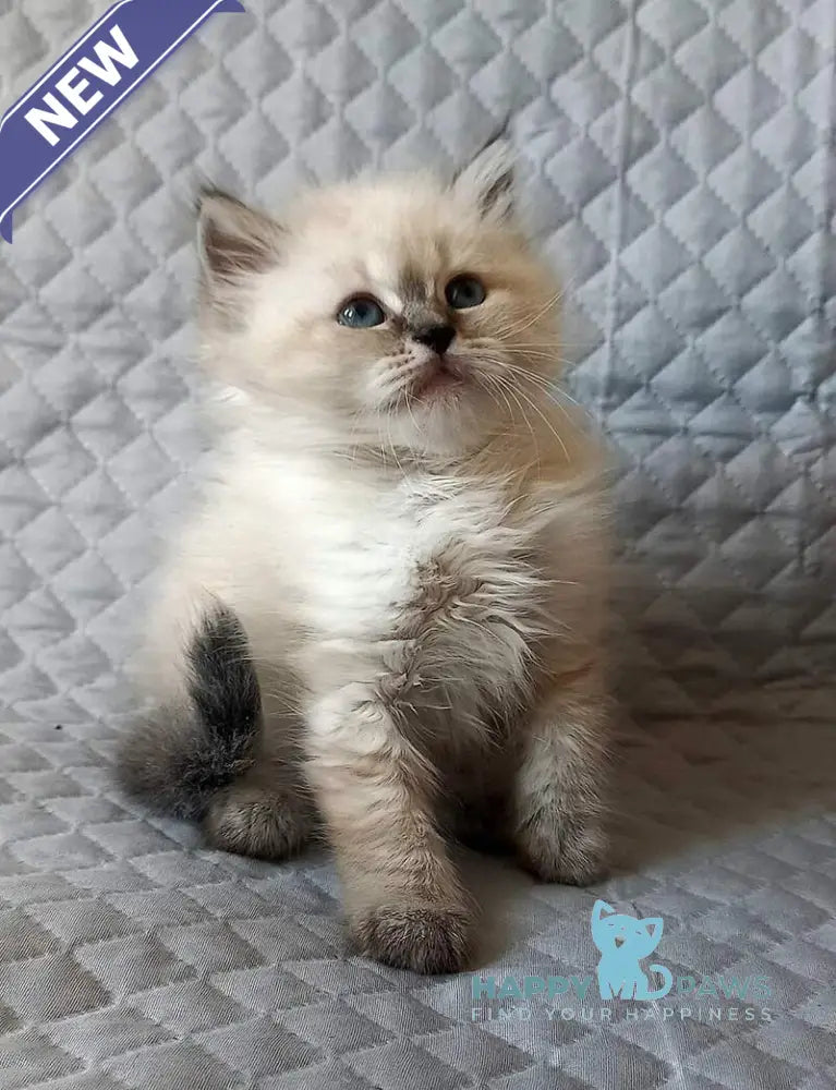Jean-Jac Siberian male black tabby pointed live animals
