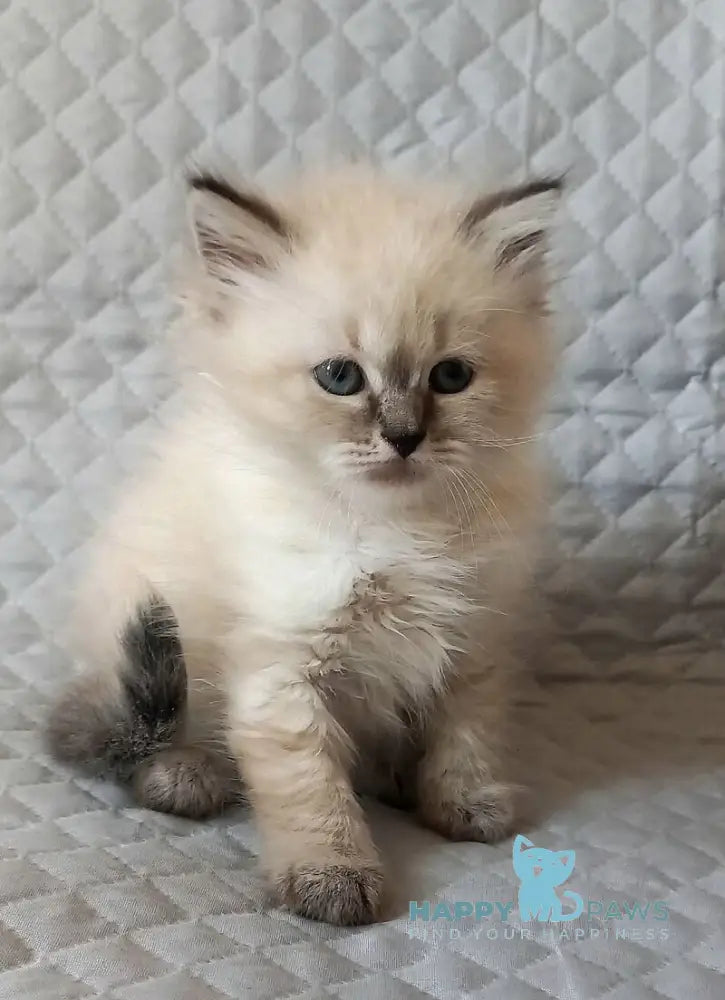 Jean-Jac Siberian male black tabby pointed live animals