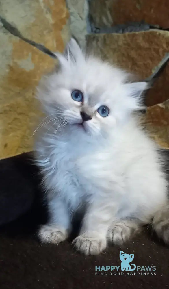 Jean-Jac Siberian male black tabby pointed live animals