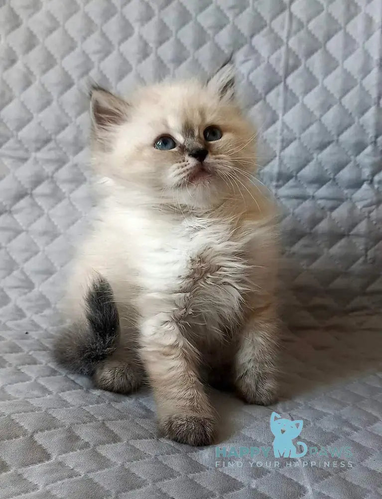 Jean-Jac Siberian male black tabby pointed live animals