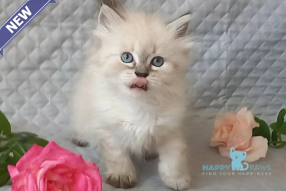 Jean-Jac Siberian male black tabby pointed live animals