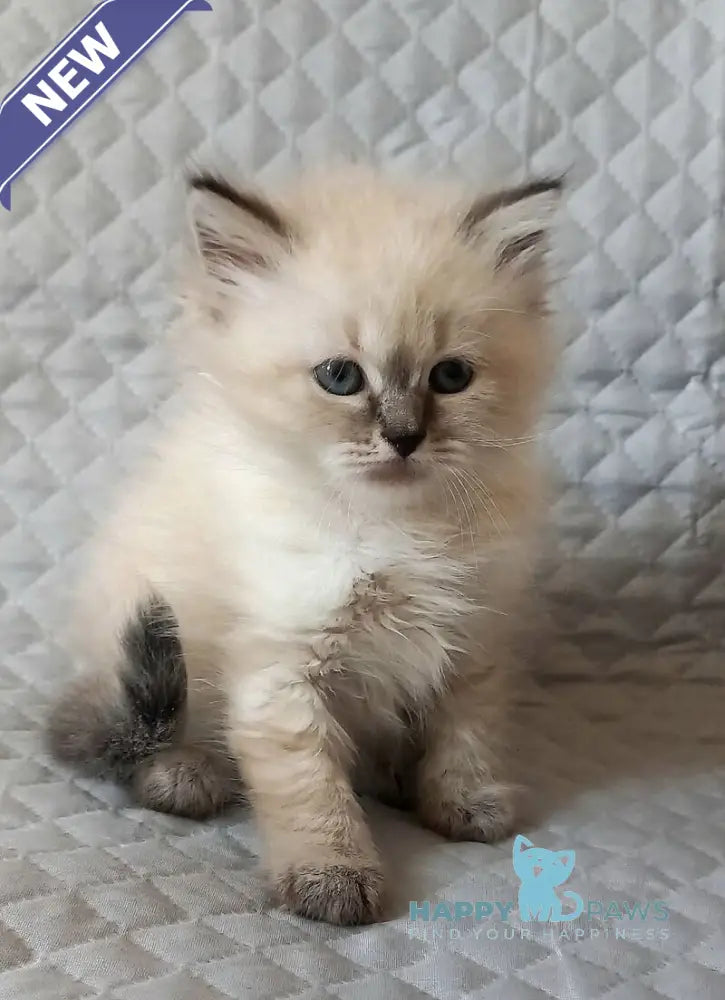 Jean-Jac Siberian male black tabby pointed live animals