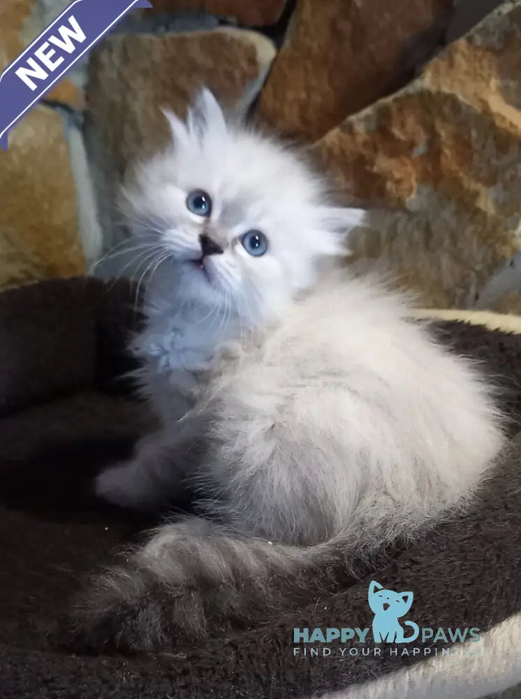 Jean-Jac Siberian male black tabby pointed live animals