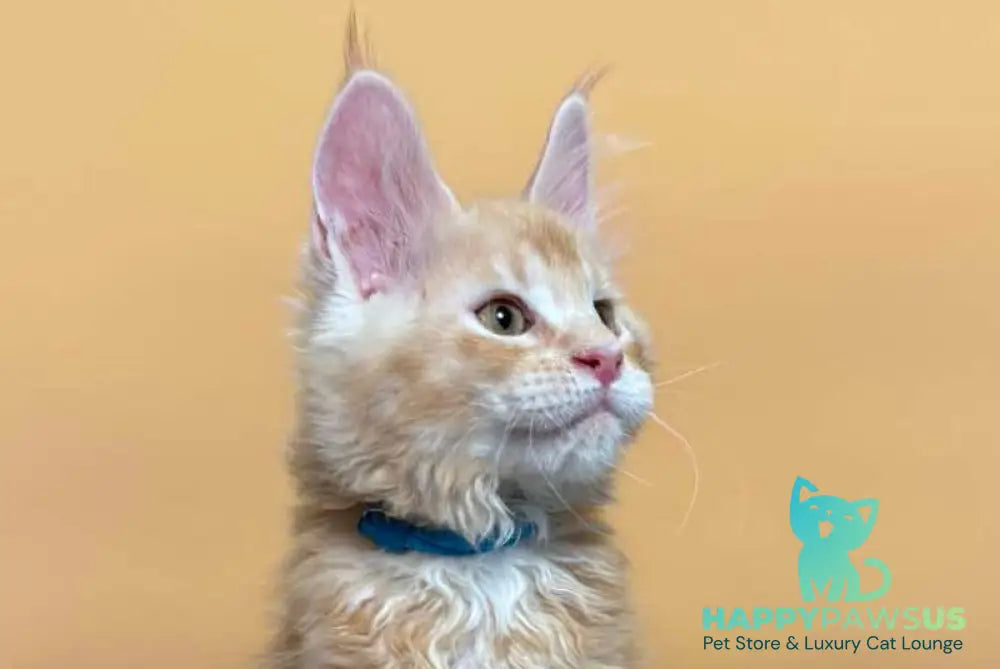 Jean Maine Coon male red silver ticked tabby with white live animals
