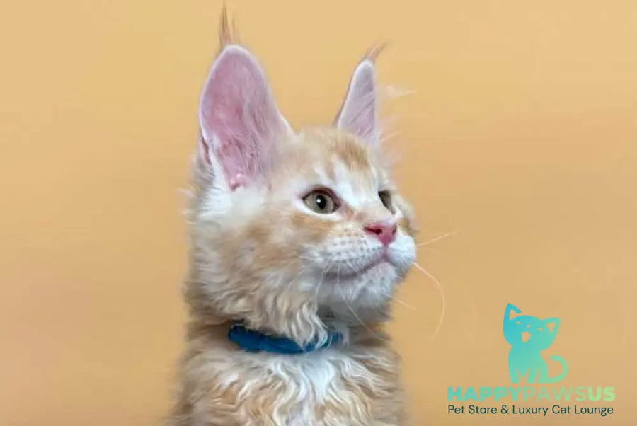Jean Maine Coon male red silver ticked tabby with white live animals
