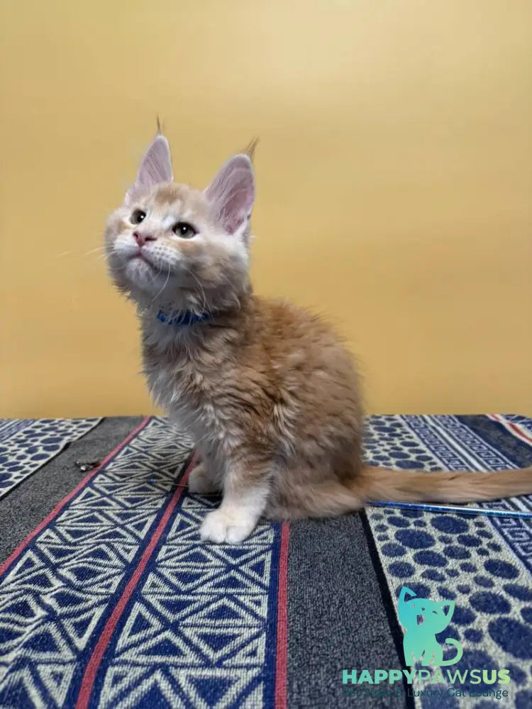 Jean Maine Coon male red silver ticked tabby with white live animals