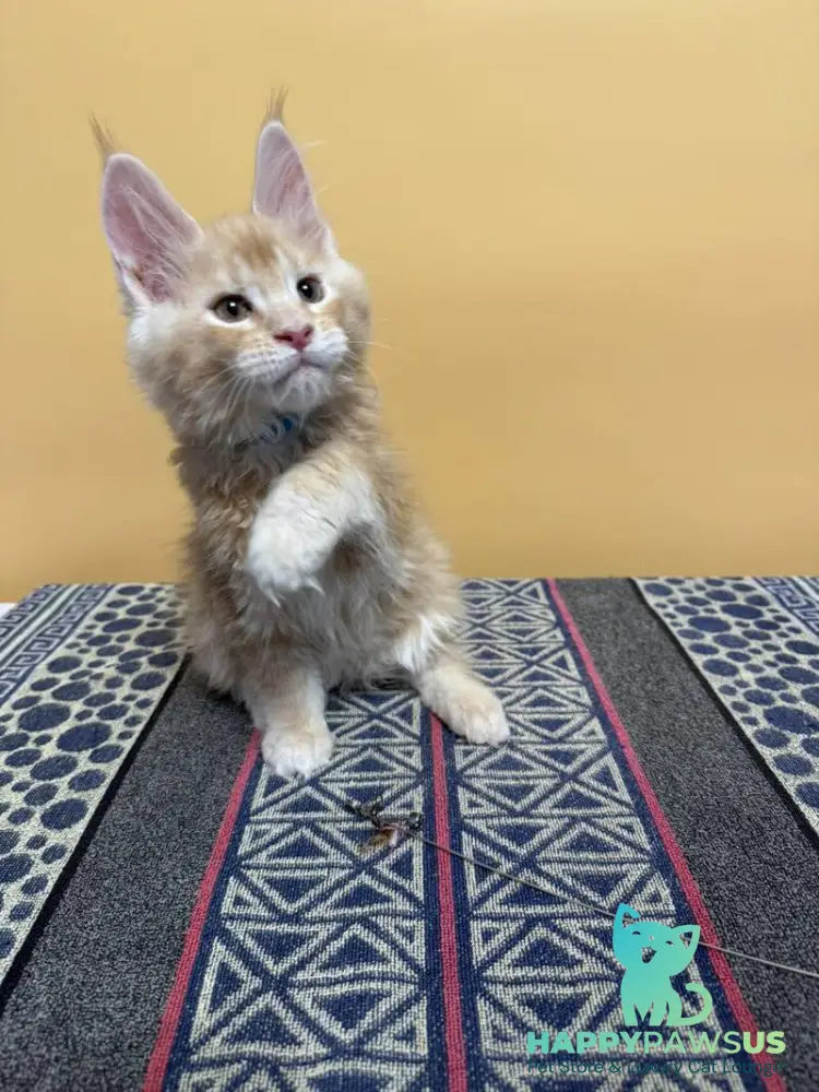 Jean Maine Coon male red silver ticked tabby with white live animals