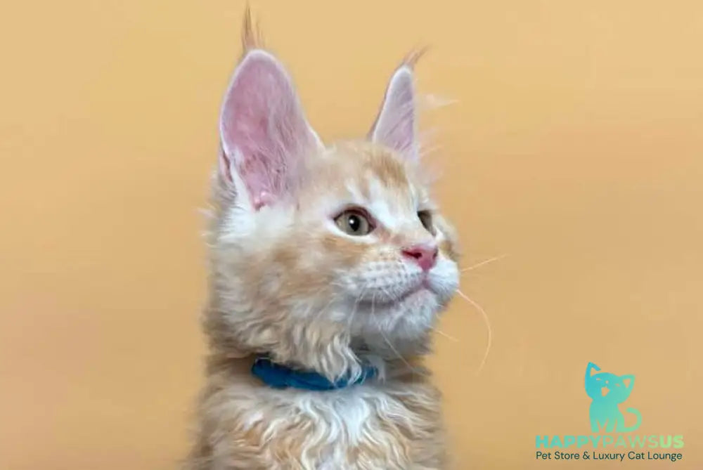 Jean Maine Coon male red silver ticked tabby with white live animals