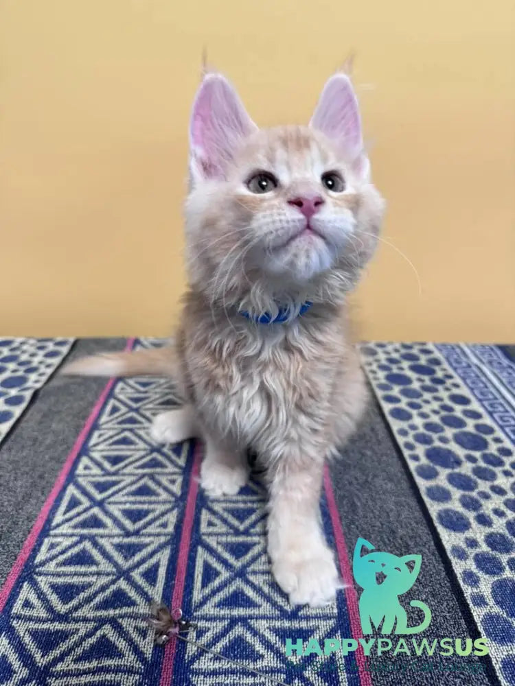 Jean Maine Coon male red silver ticked tabby with white live animals