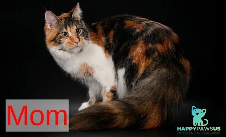 Jean Maine Coon male red silver ticked tabby with white live animals