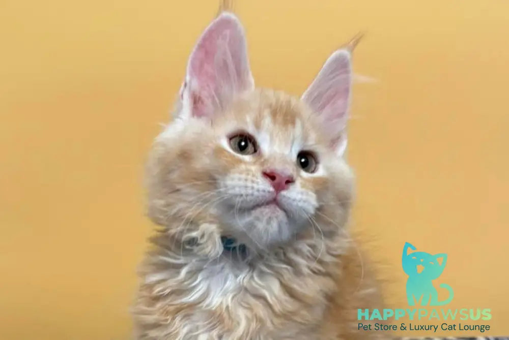 Jean Maine Coon male red silver ticked tabby with white live animals
