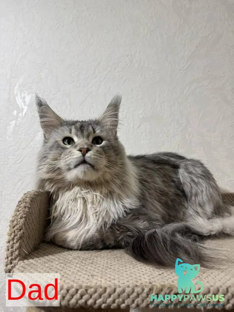 Jean Maine Coon male red silver ticked tabby with white live animals