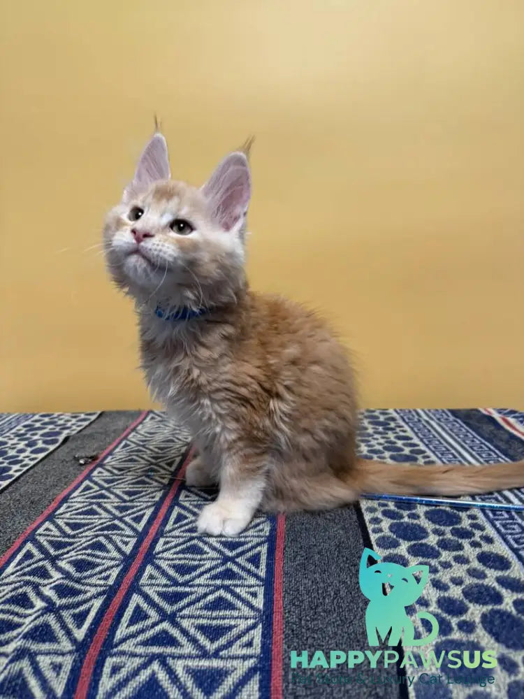 Jean Maine Coon male red silver ticked tabby with white live animals