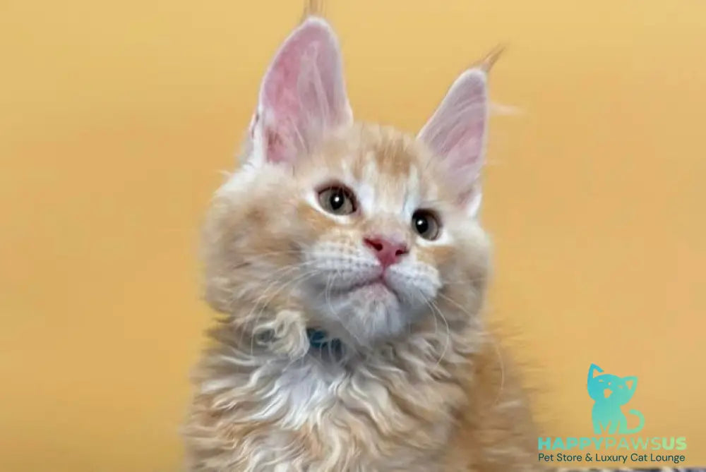 Jean Maine Coon male red silver ticked tabby with white live animals