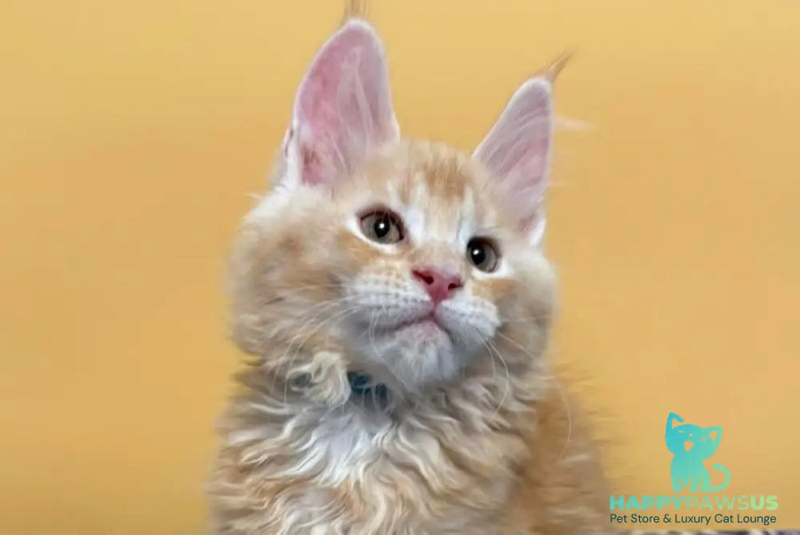 Jean Maine Coon male red silver ticked tabby with white live animals