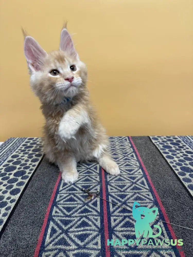 Jean Maine Coon male red silver ticked tabby with white live animals