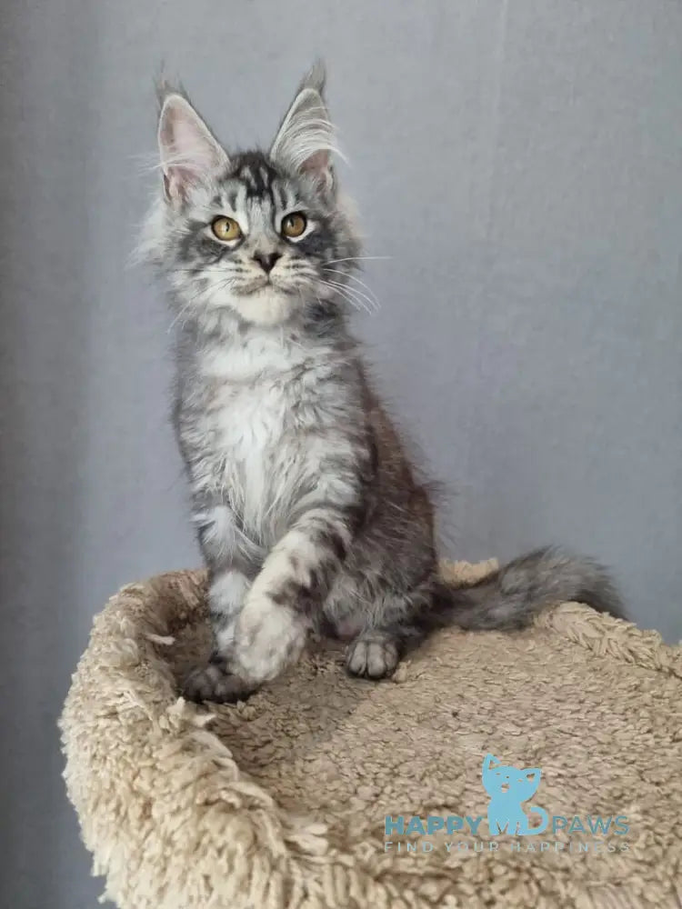 Jean Marco Maine Coon male black silver tabby live animals