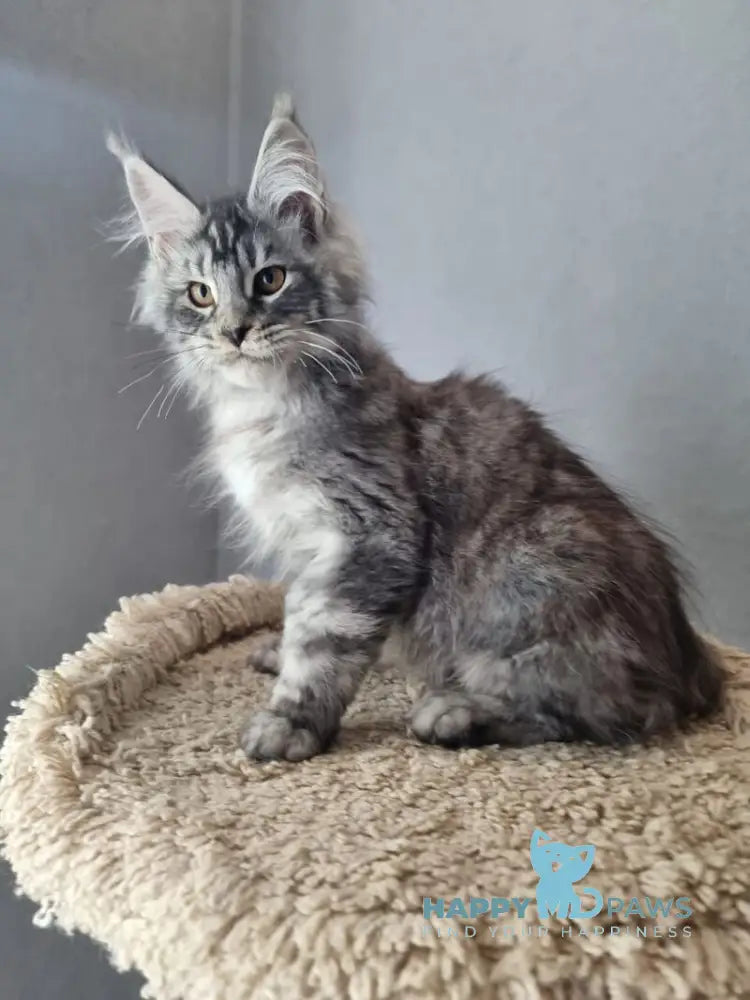 Jean Marco Maine Coon male black silver tabby live animals