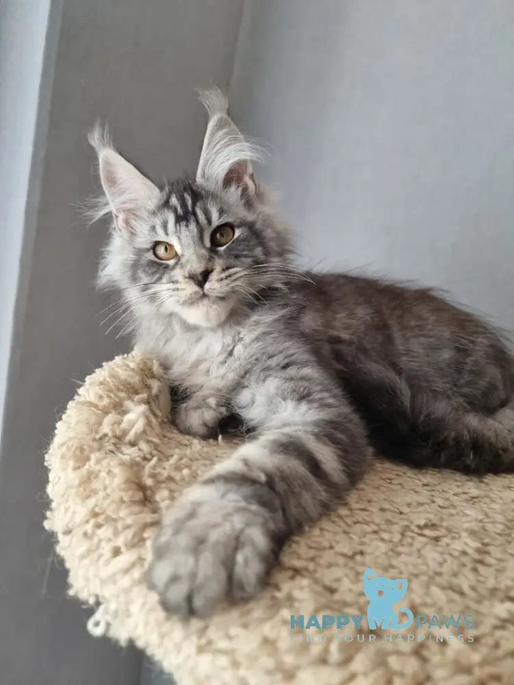 Jean Marco Maine Coon male black silver tabby live animals