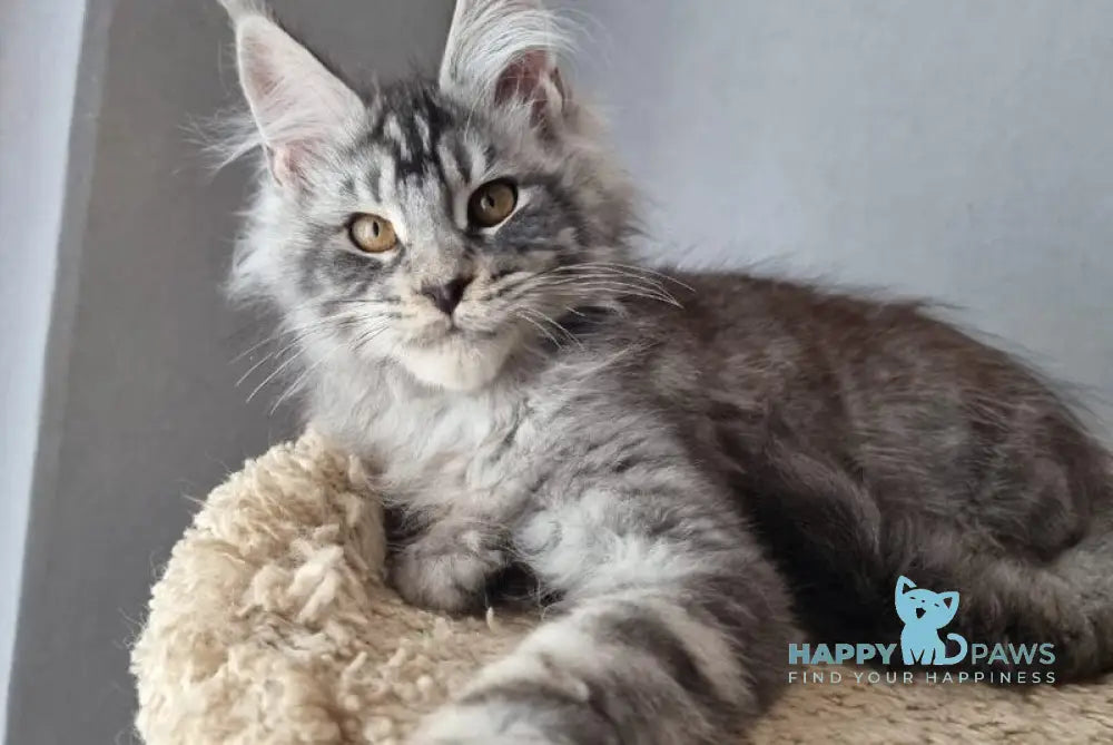 Jean Marco Maine Coon male black silver tabby live animals