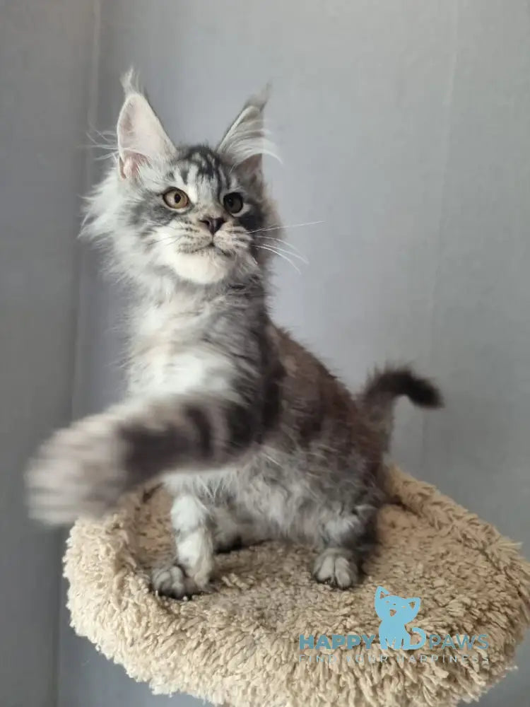 Jean Marco Maine Coon male black silver tabby live animals