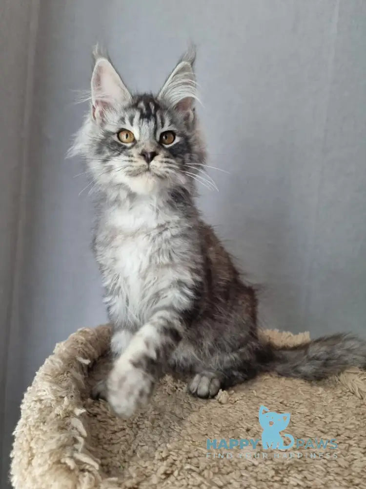 Jean Marco Maine Coon male black silver tabby live animals
