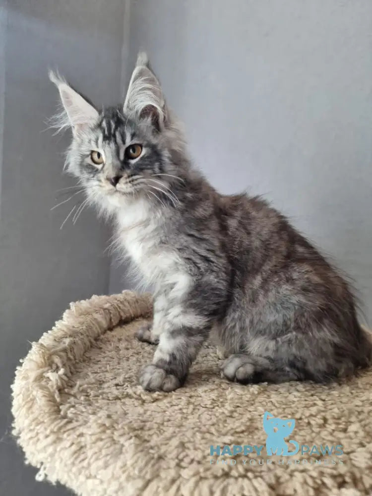 Jean Marco Maine Coon male black silver tabby live animals