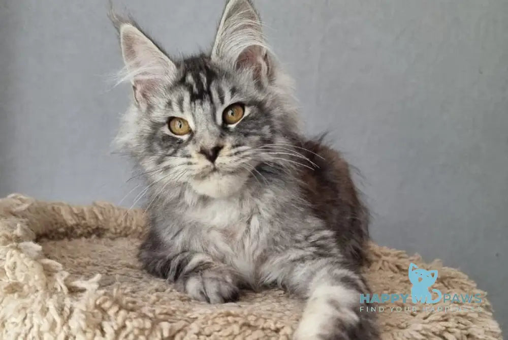 Jean Marco Maine Coon male black silver tabby live animals