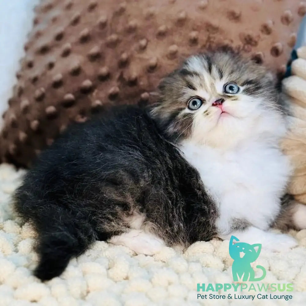 Jedi Scottish Fold male black bicolour - live animals